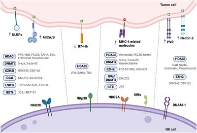 Epigenetic modulation and prostate cancer: Paving the way for NK cell anti-tumor immunity